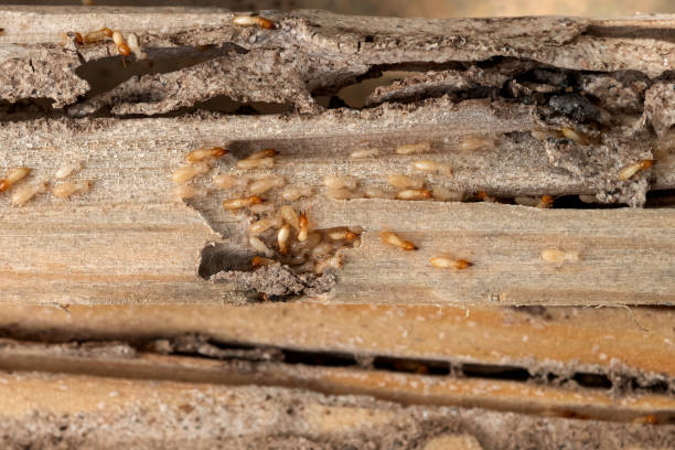 Best Ant Control Services  in Inverness, IL